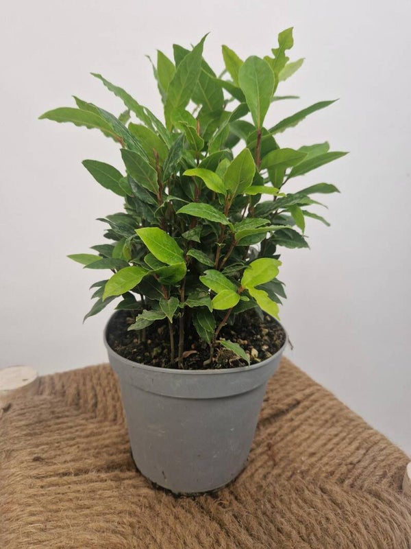 Laurierstruikje – Potmaat 14 cm - hoogte ca 40 cm