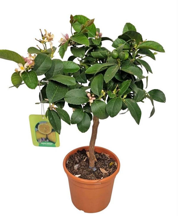 Citrus Lemon Meyeri op stam Ø17
