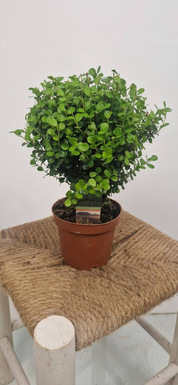 Myrsine Africana Stam – Potmaat 12 cm - Hoogte ca 30 cm