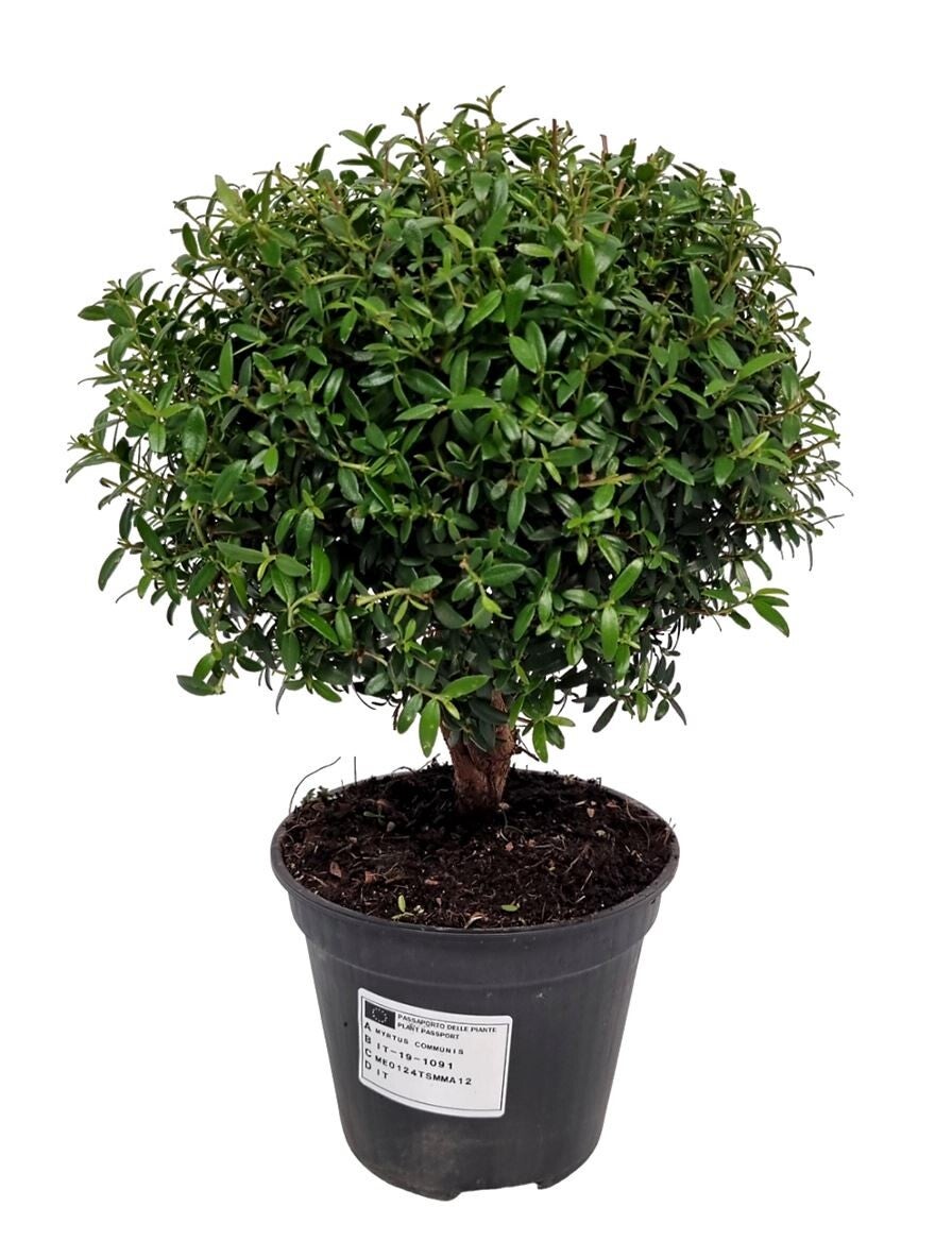 Myrtus Communis Stam – Potmaat 12 cm - Hoogte ca 30 cm