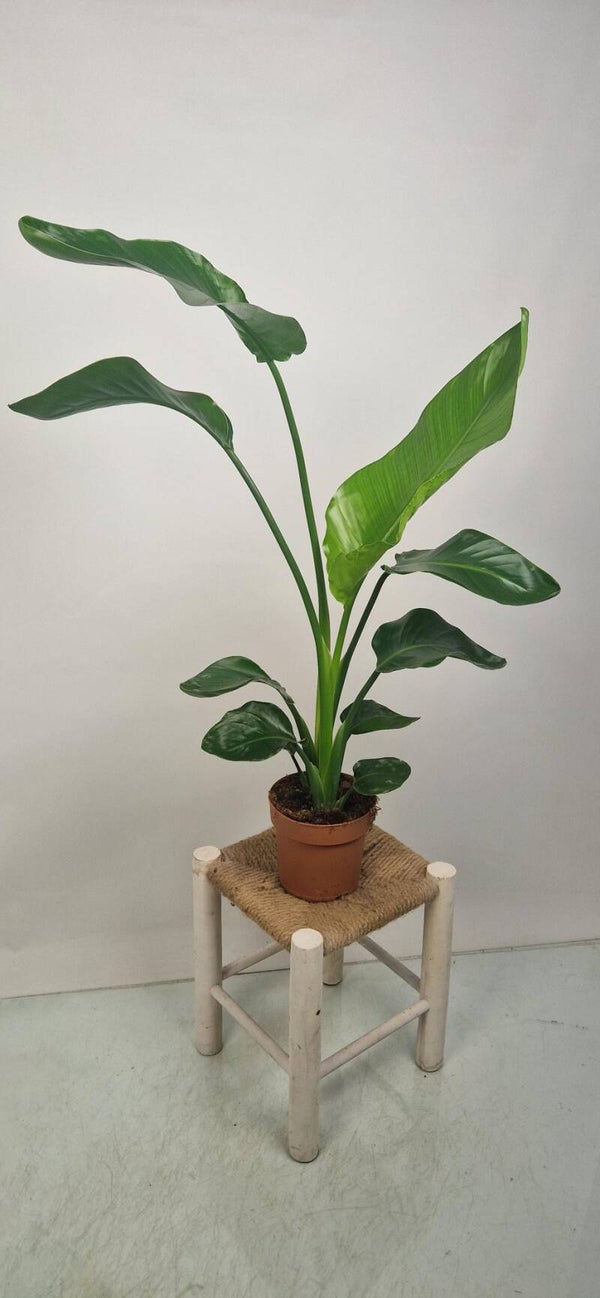 Strelitzia Nicolai Ø 17