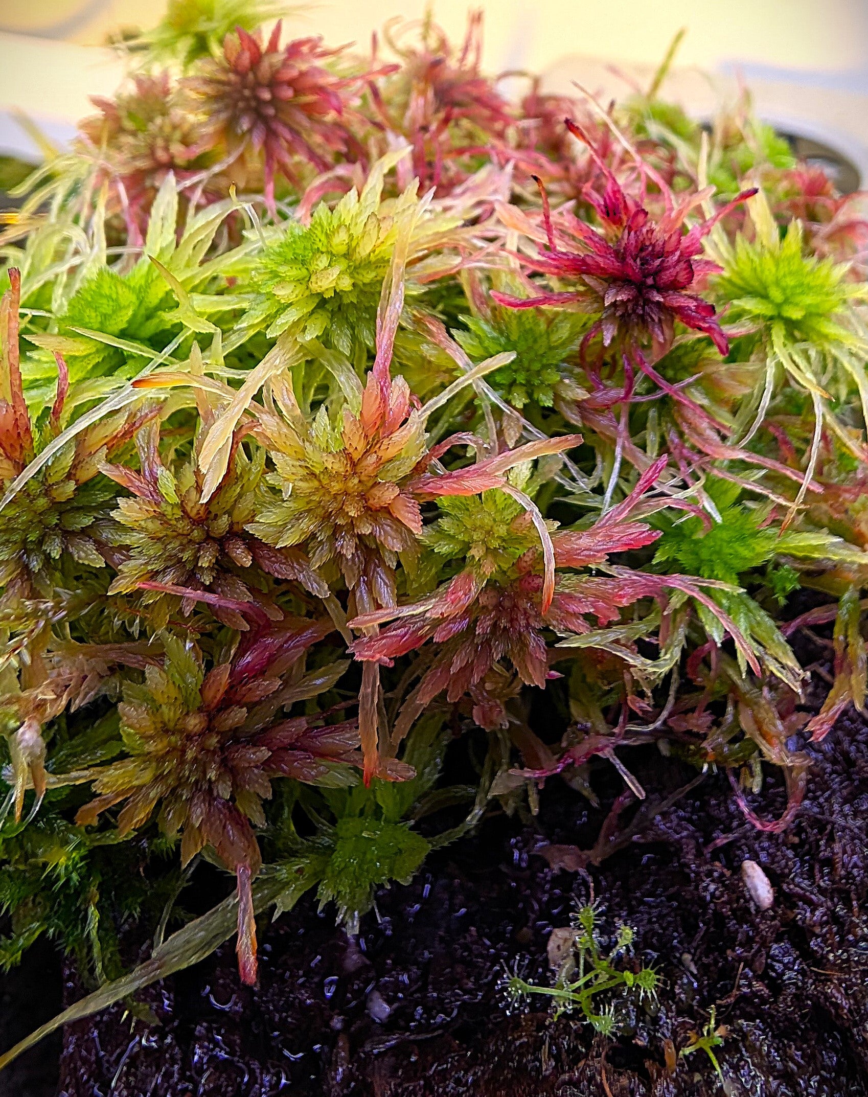 Sphagnum Moos 2 Farbig und gefiedert (Rarität)
