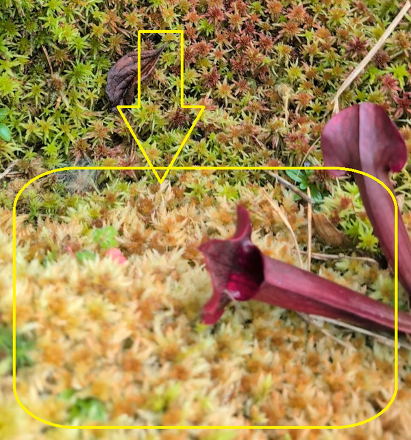 Sphagnum Moos Fuskum Grün/Braun