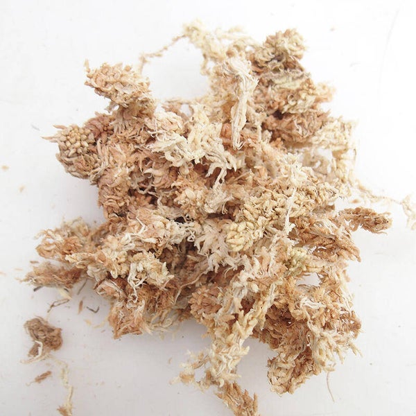 Sphagnum Moos trocken 200 Gramm ca 1 Liter