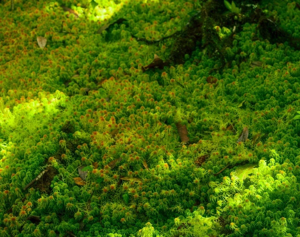 Sphagnum Moos Grün 1 KG
