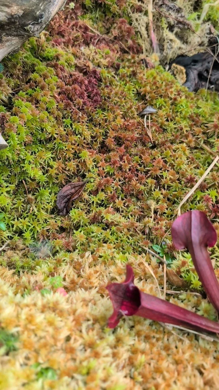 Sphagnum Moos Bunt