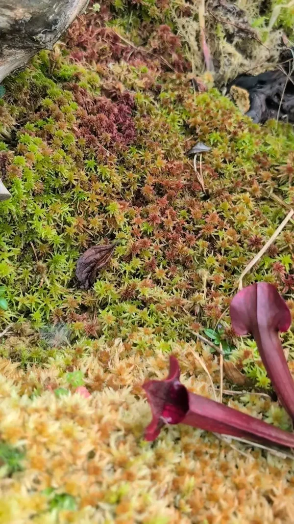 Sphagnum Moos Bunt