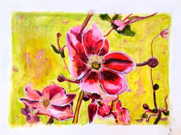 Blooming Anemones