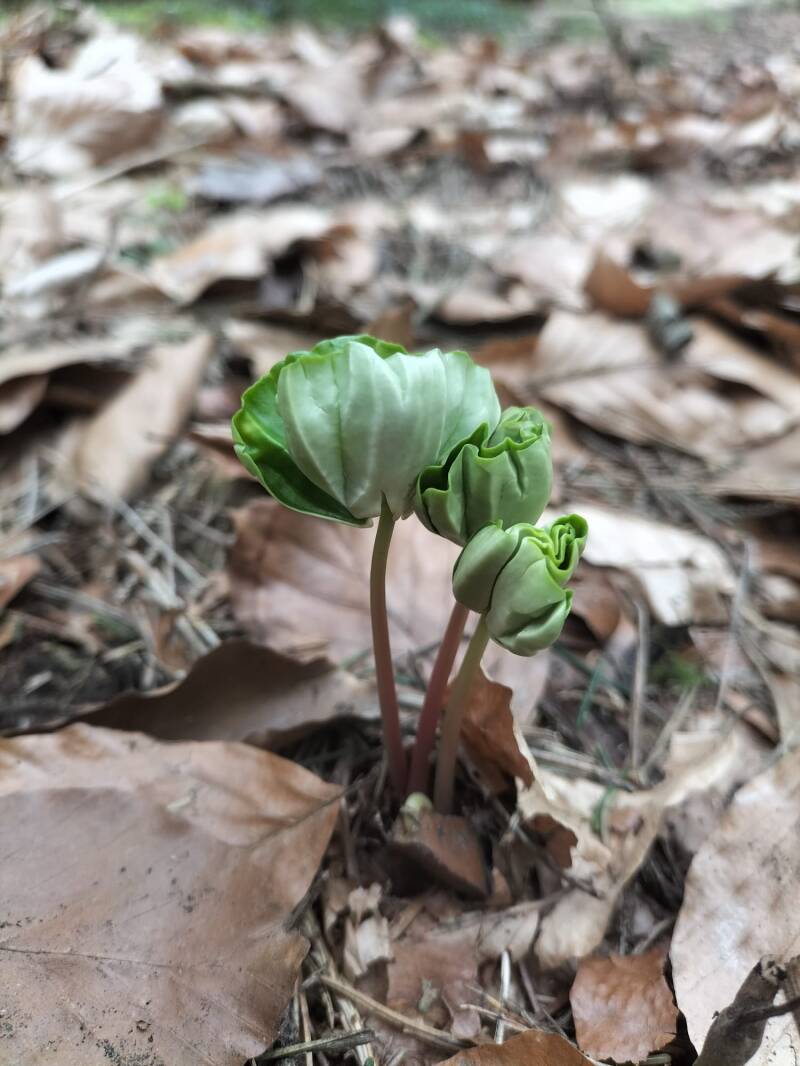 Ein mächtiger Baum fängt auch ganz klein an! 