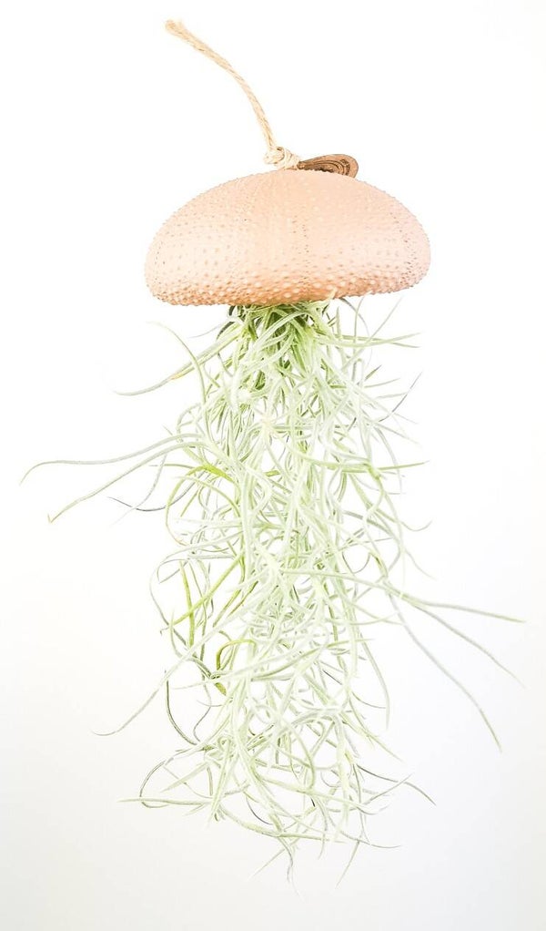-50%,Tillandsia Usneoides hangend in zee-egel Nude Large