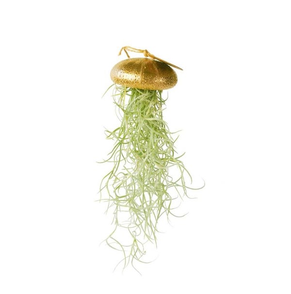 -50%,Tillandsia Usneoides hangend in zee-egel goud
