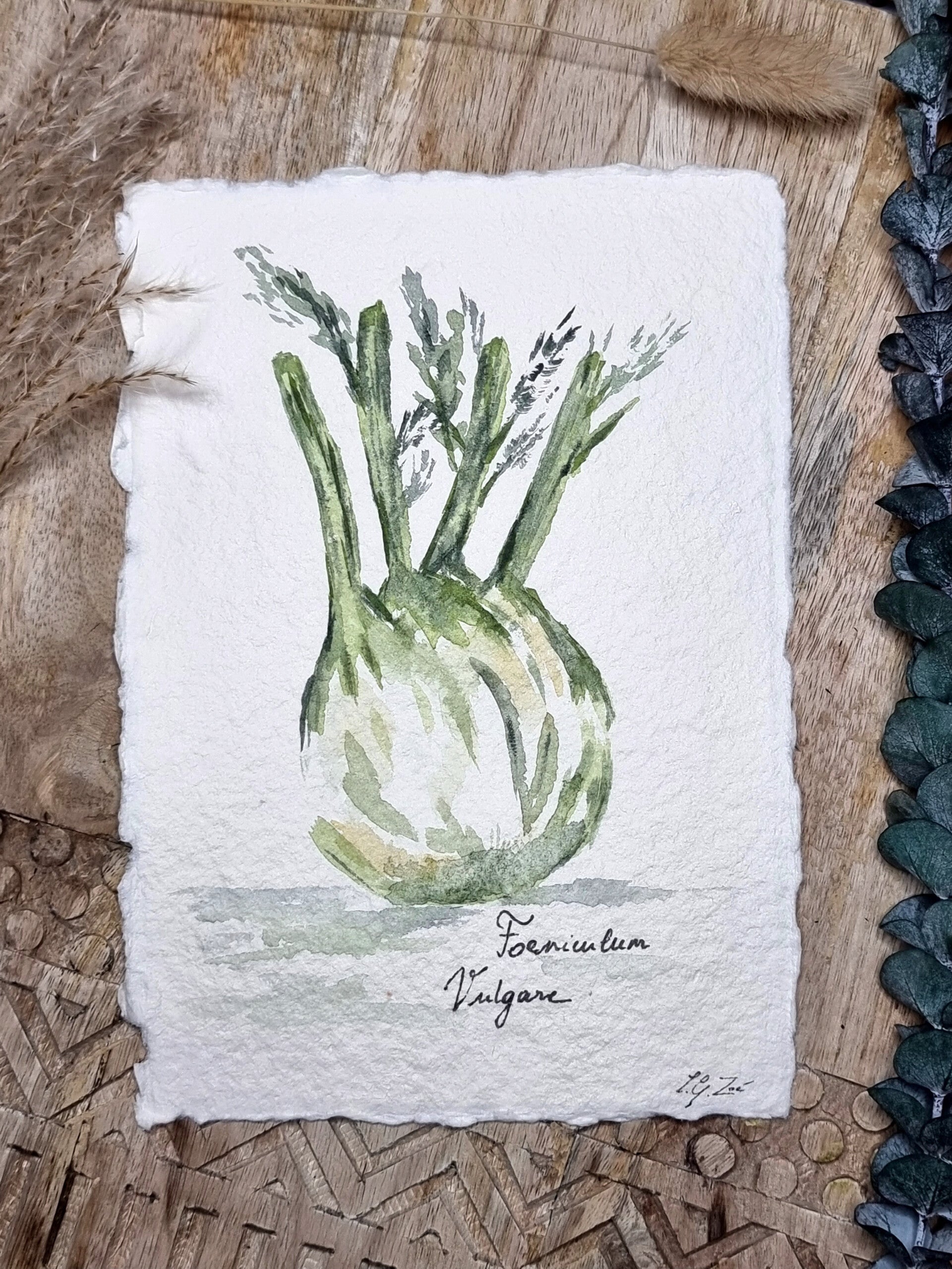 Foeniculum Vulgare