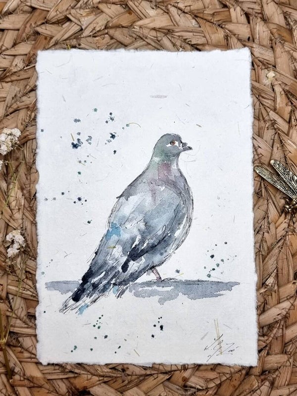 Columba Livia