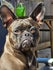 Franse Bulldog kennel Perfectionum Tendre