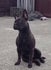 Franse Bulldog kennel Perfectionum Tendre