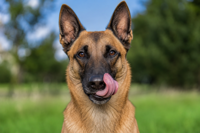 Braaaf chien · friandise Braaaf · mastication chien · friandise chien · récompense chien