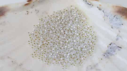 Seedbeads 11/0 White Opal Silver Lined 551