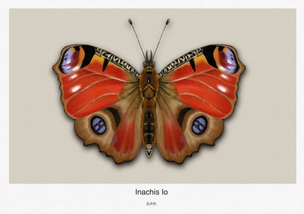 Inachis Io Modern Horizontal