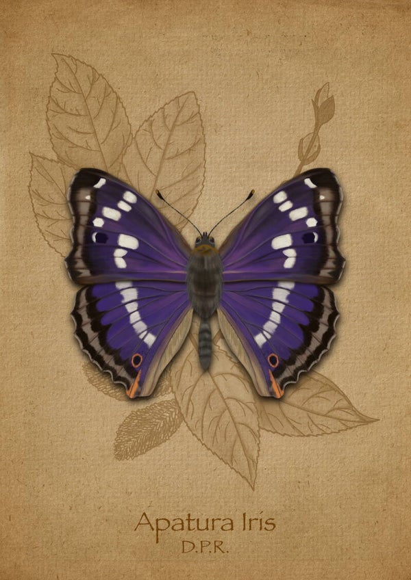 Apatura Iris