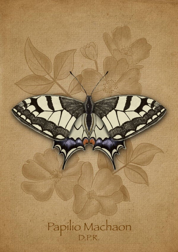 Papilio Machaon
