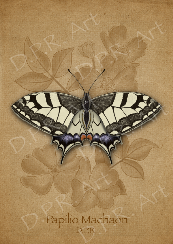 Papilio Machaon