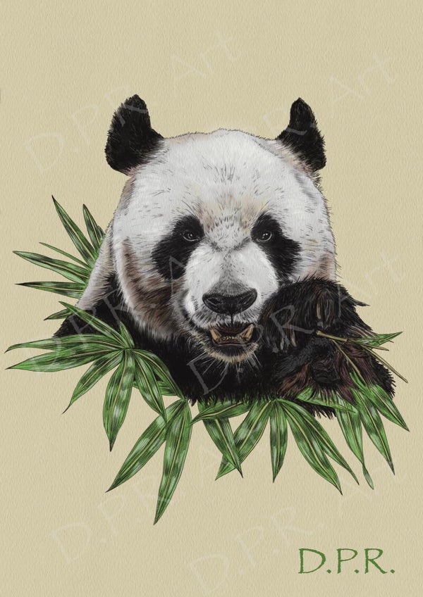 Giant Panda