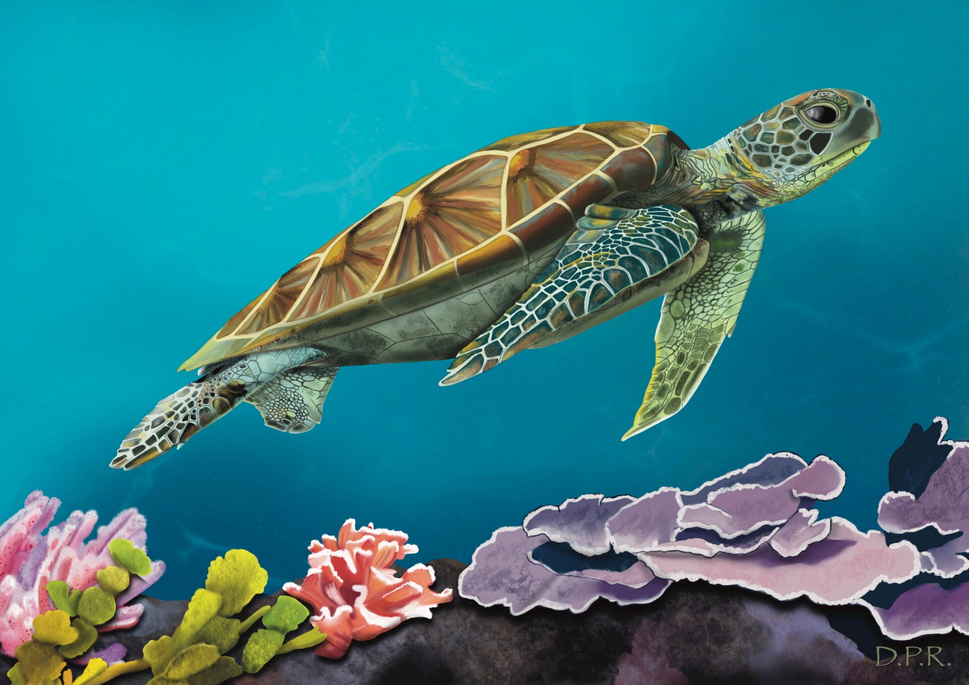 Sea Turtle