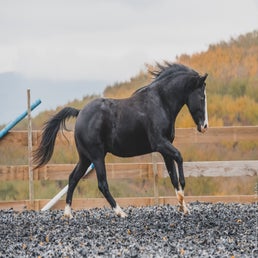 dsc_1086-standard.jpg