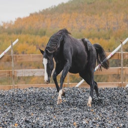 dsc_1095-standard.jpg