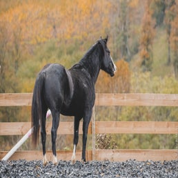dsc_1106-standard.jpg