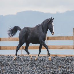 dsc_1164-standard.jpg
