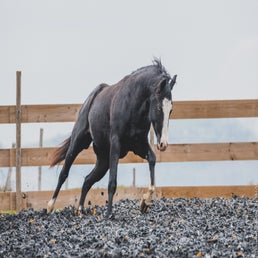 dsc_1189-standard.jpg