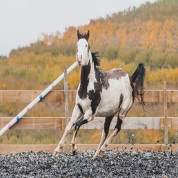 dsc_1309-standard.jpg