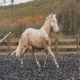 dsc_1477-standard.jpg