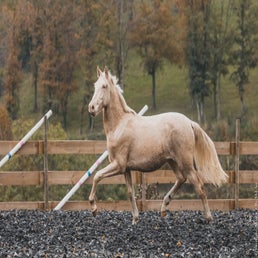 dsc_1534-standard.jpg