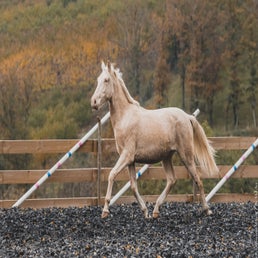 dsc_1537-standard.jpg