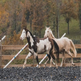 dsc_1593-standard.jpg