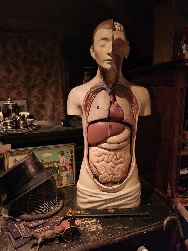 Anatomical
