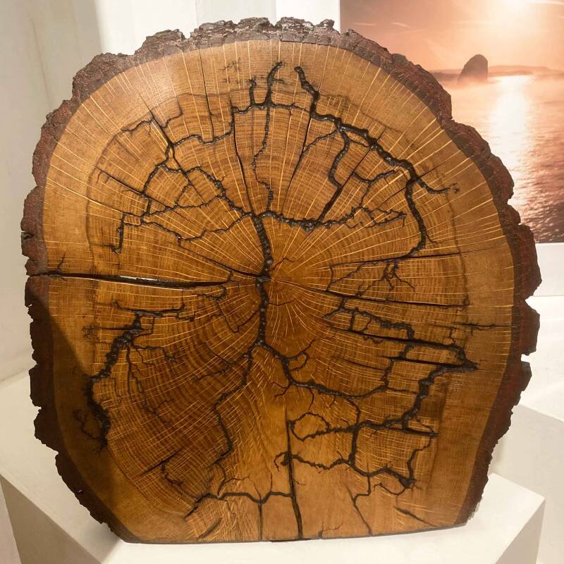 Ornamental Oak disc with concealed stand and satin finish