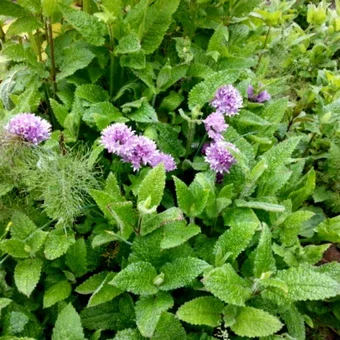 Ground Mint - Chinese Artichoke - Crosne