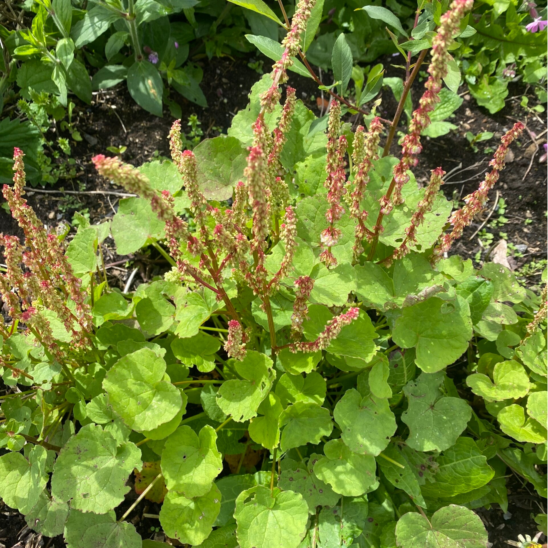 Mountain Sorrel