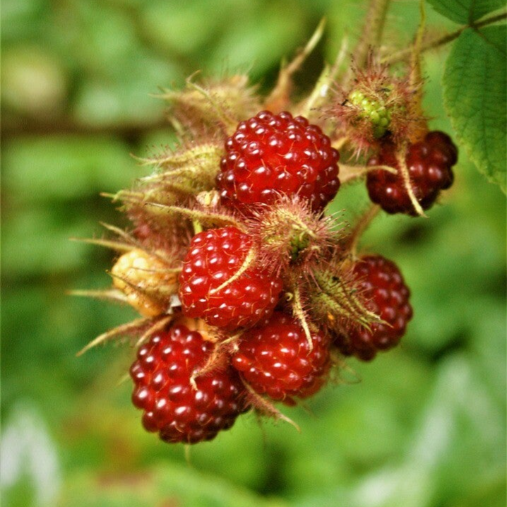 Japanese Wineberry