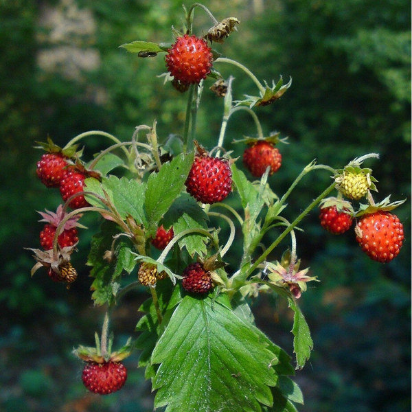 Wild Strawberry - Sùbh-làir fiadhain