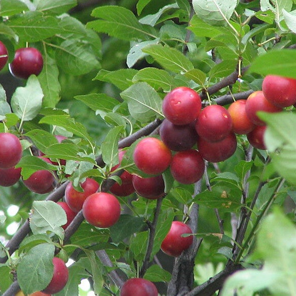 Cherry Plum