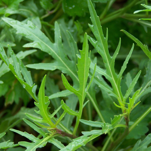 Perennial wall rocket