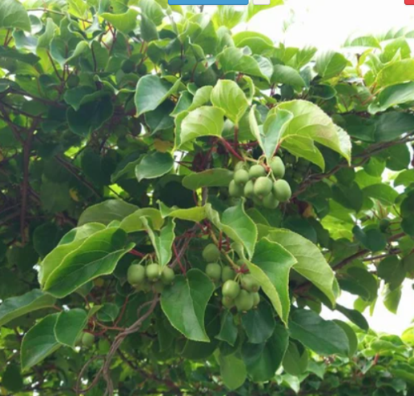Hardy Kiwi