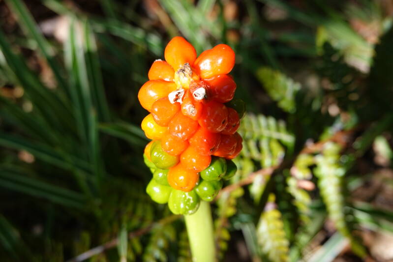 Macro