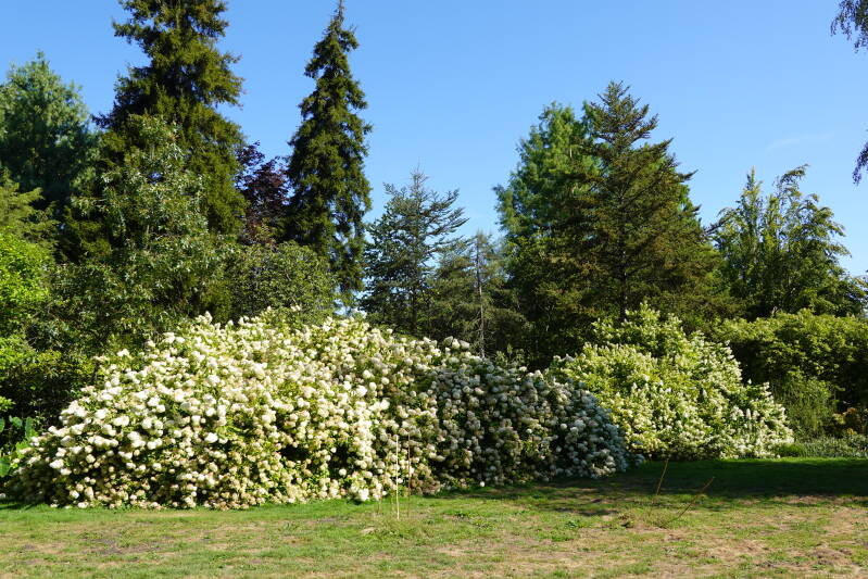 Bloesem