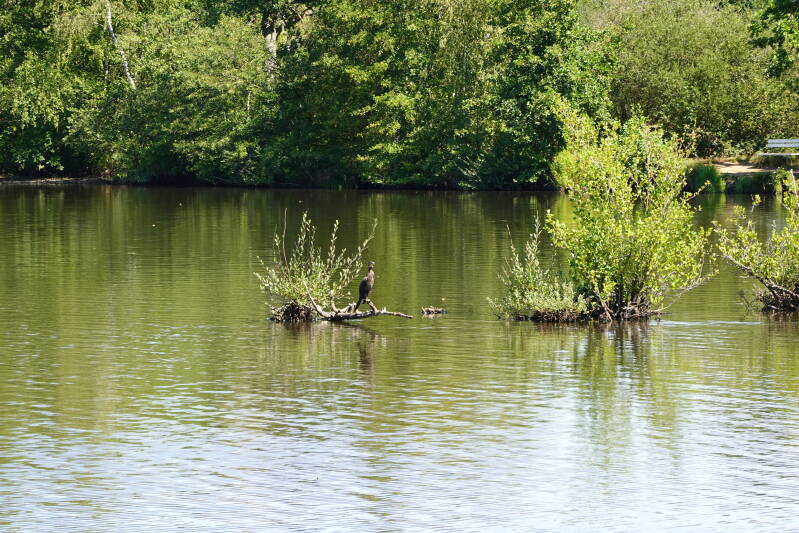 De reiger
