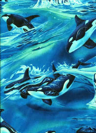 Maritime North American wild ocean